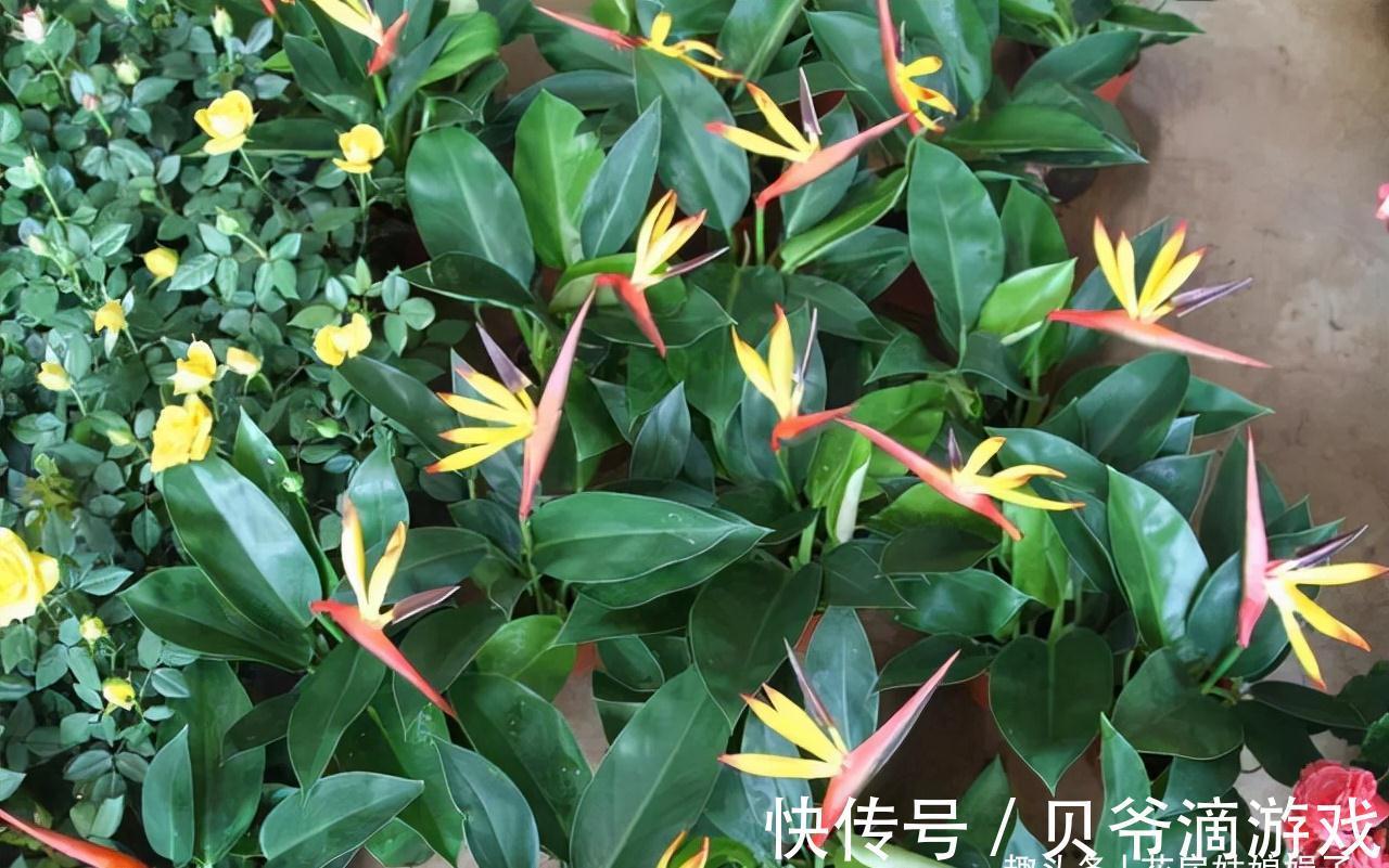 喜欢养花也不要忽视绿植的作用,室内选择这4种绿植养,美观大气