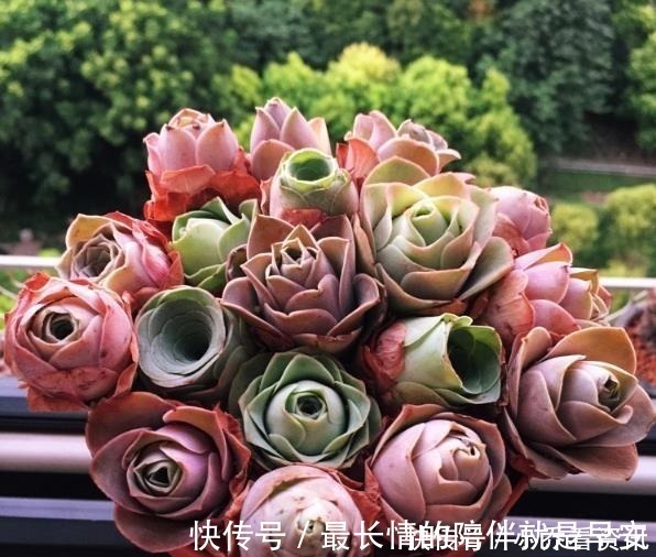 多肉|多肉在夏天,怎么晒太阳很多人弄反了,总是养不活