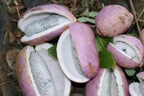 强身健体|人到中年,要学会吃3种食物,美容养颜,滋润肌肤