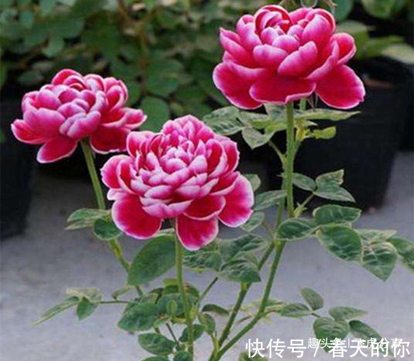 四种花富贵华丽,开花似牡丹,胜荷花,极好养,盆栽首选