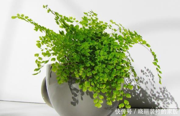  就先|想要解决花草植物的“这些问题”，就先准备好“一头蒜”！