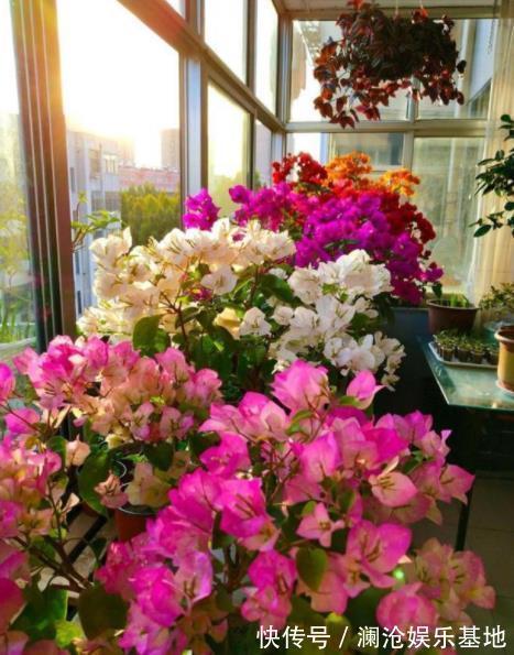 三角梅只长叶子不开花?满足2个条件很关键,掌握了快速长花苞