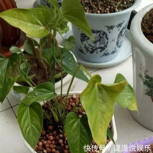 红掌|养红掌,3点“小技巧”,拒绝黄叶烂叶,花儿红彤彤,四季花不断