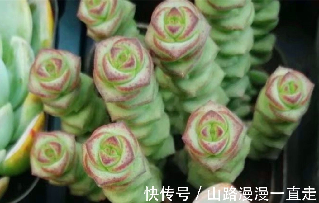 6种多肉养护用点小技巧,一年就会爆出很多头,长成手捧花超美