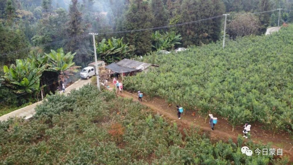 冬桃基地|冬天还有新鲜桃子吃？蒙自人太幸福了！