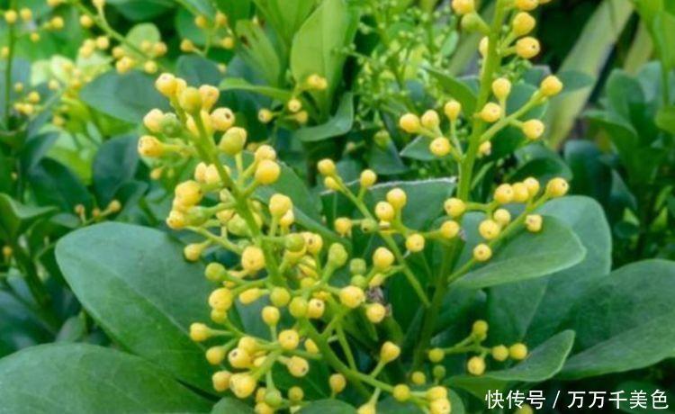 家养|家养4种花,个个都是财神爷,几个月不浇水,照样长得旺