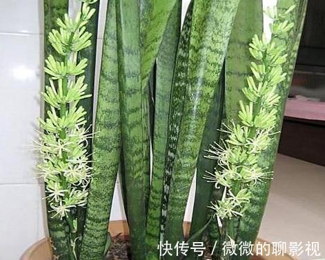 家里空气差，气候干燥，买3盆花摆家里，气候宜人，很舒适