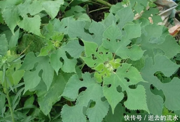 构树的叶子，是一种天赐民间的中草药