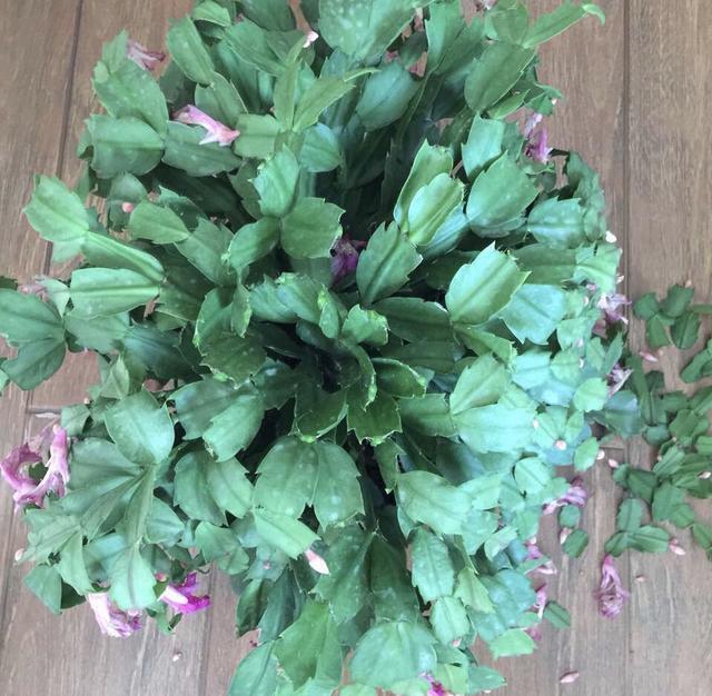 蟹爪兰叶子“软塌塌”教你做3步，嗖嗖冒新叶，入冬花朵爆盆