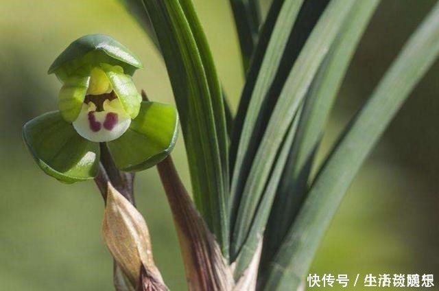 新手|养兰新手必知,要便兰花多发苗、发壮苗,“这个动作”不可不做!