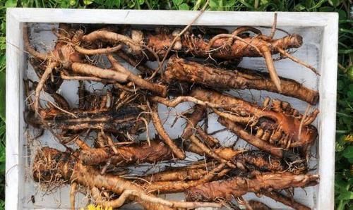  疾病|养生除了枸杞、黄芪，不要忘了此物，清热解毒，溶血栓，降三高