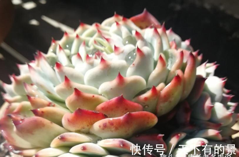 叶展|多肉吉娃娃株型小巧,单头最多10厘米左右,想翻盆秋天正是时候