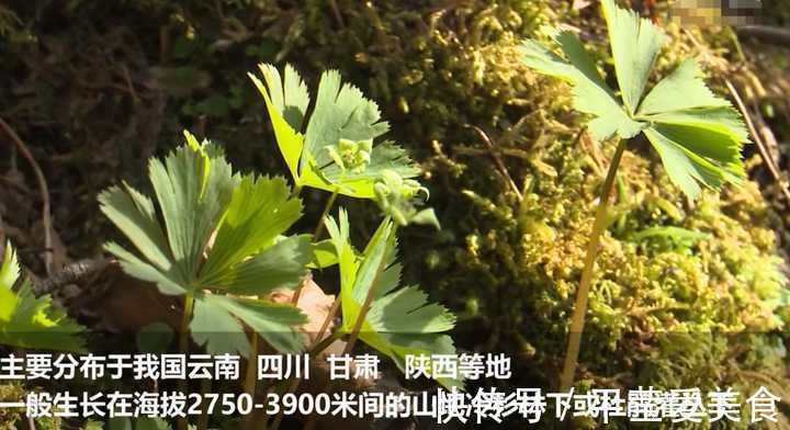 生存|秦岭发现奇特植物,只有一叶一花,很娇弱却从恐龙时代生存到现在