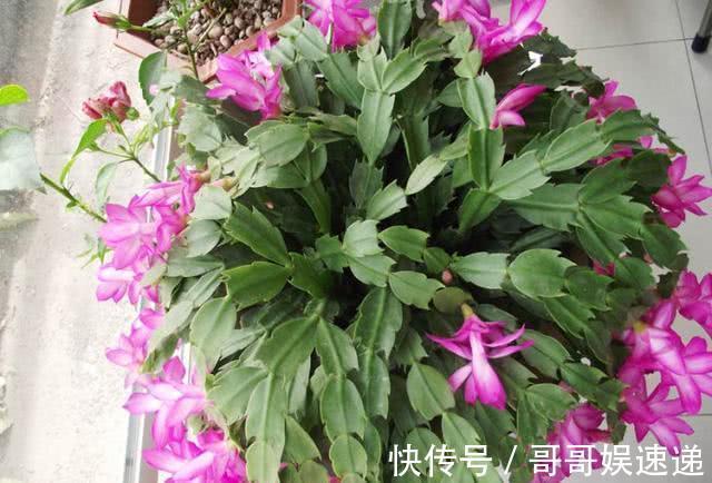 养盆蟹爪兰,死活不见长,3招就解决,叶片狠狠胖起来,开花贼旺