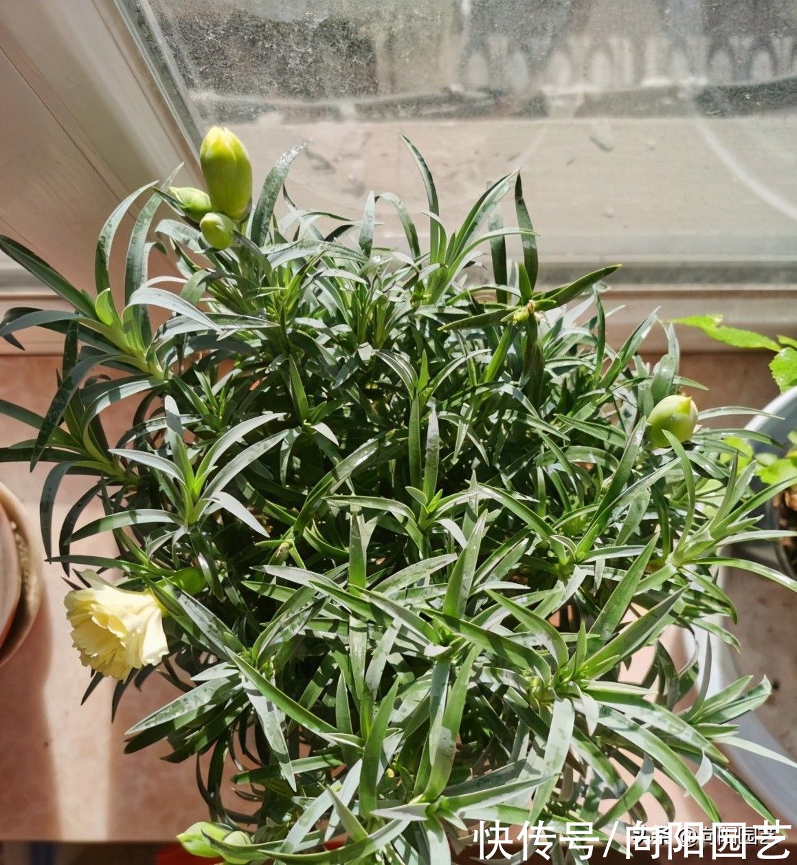 花市买的康乃馨，买的时候花很多，养了一周，花苞为什么蔫了？