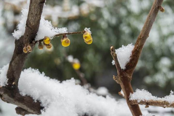 寒梅傲雪|瑞雪兆丰年