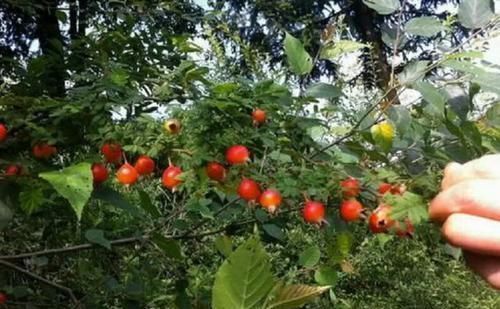 我的家乡|长在山上的野生砂糖果,曾是农村娃抢着吃的水果,城里人没吃过