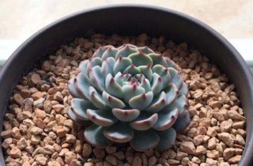 想将多肉养到爆盆,跟环境没有太大的关系,主要跟这些因素有关