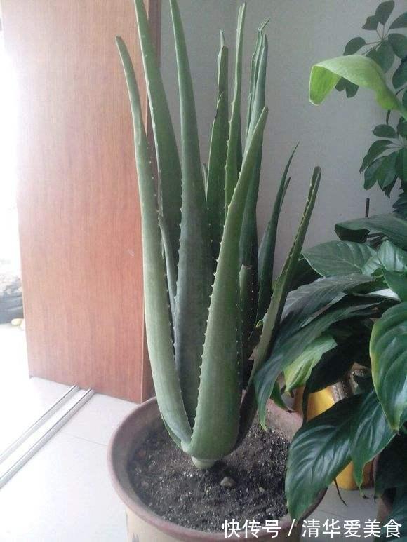 室内想养“大盆镇宅花”,建议从这10种里面选,听名字就很霸气