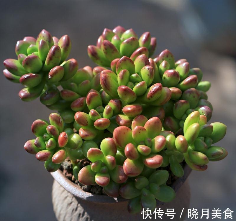 花盆|冬季买多肉,满足4个条件,“服盆”快容易出状态