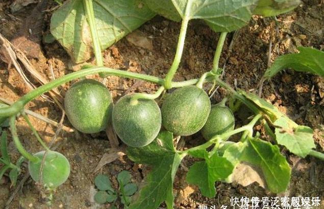 儿时拿来玩耍的“袖珍西瓜”，如今成了城里人的最爱，卖40元一斤