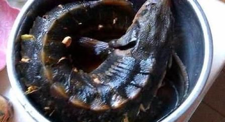 如今|横行了1亿年没有天敌,如今却败在了中国吃货的嘴里