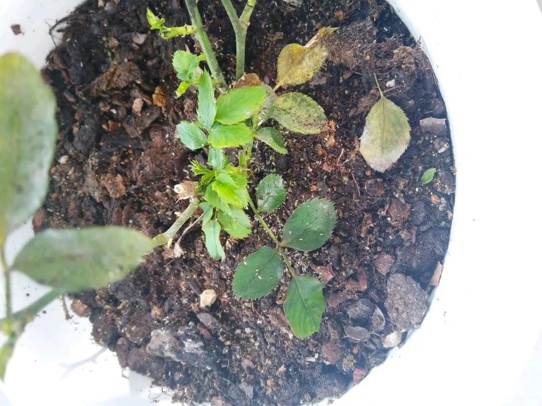 夏天养花“招虫子”6种方法存好了，安全又有效！