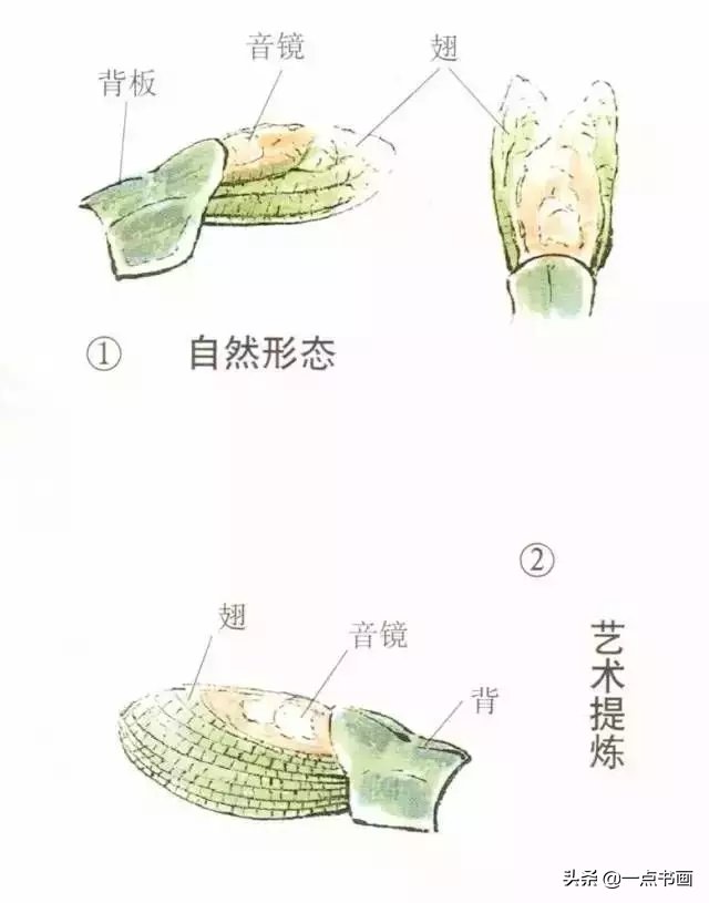 蝈蝈@国画教程——蝈蝈的画法