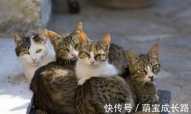 动物|为什么动物生育后代那么轻松,人类分娩时却疼得撕心裂肺?