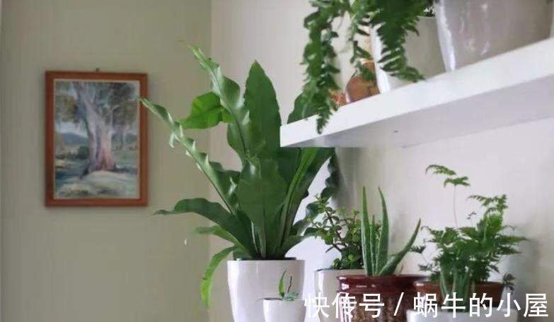 花草|盆栽养花如何预防烂根？从这4方面下手，几率一降再降