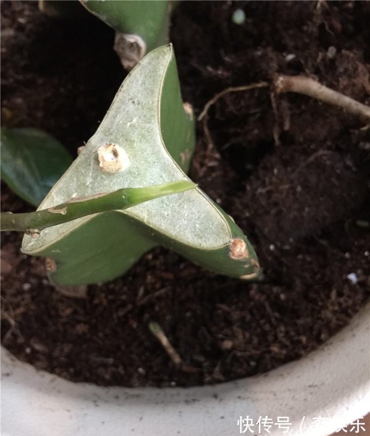 蟹爪兰砧木快被抽干,给它“打点滴”,砧木复壮快,蟹爪兰开花旺