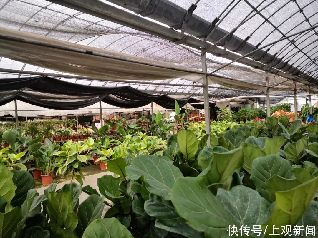  市场|来浦南这个市场，把喜庆带回家