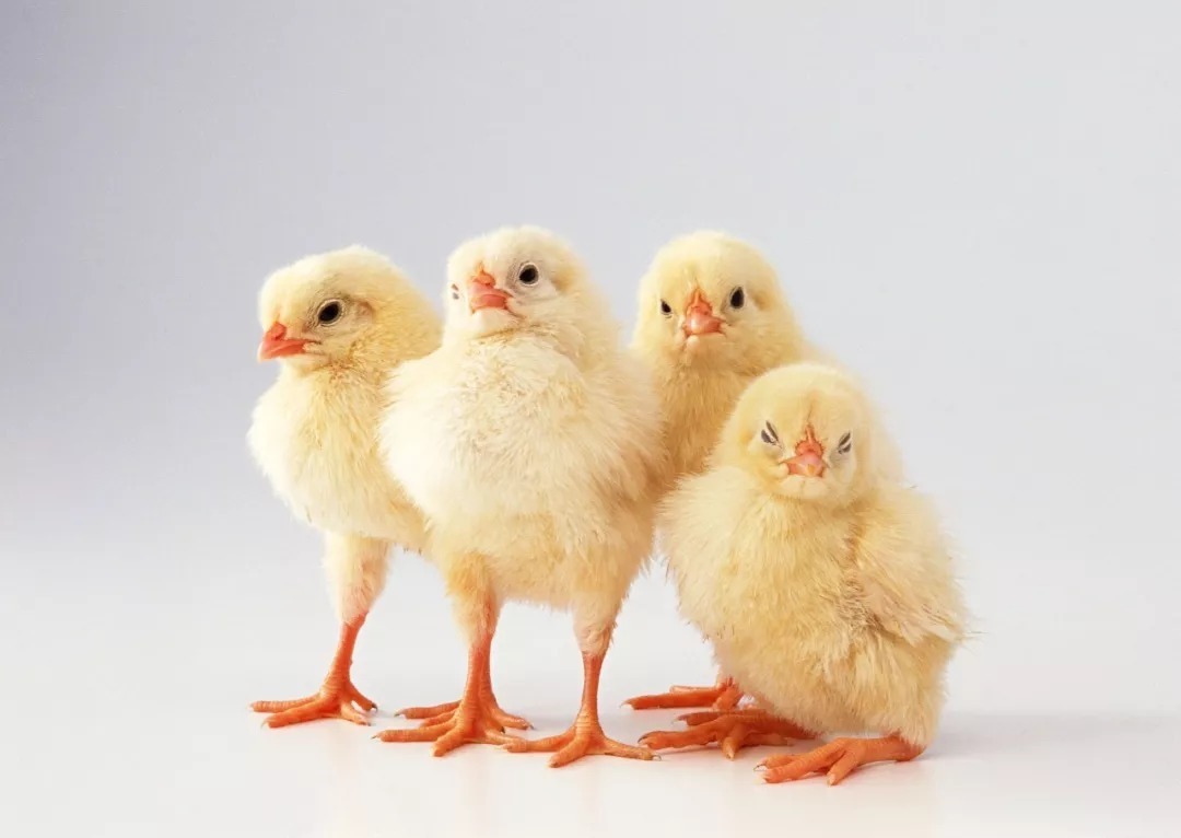 吃食|只要心地善良就好了,为什么一定要吃素?