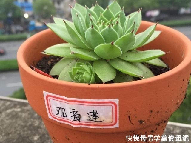 多肉度夏|多肉度夏怎么浇水,放哪里养,教你“2招”,顺利度夏,又肥又美!