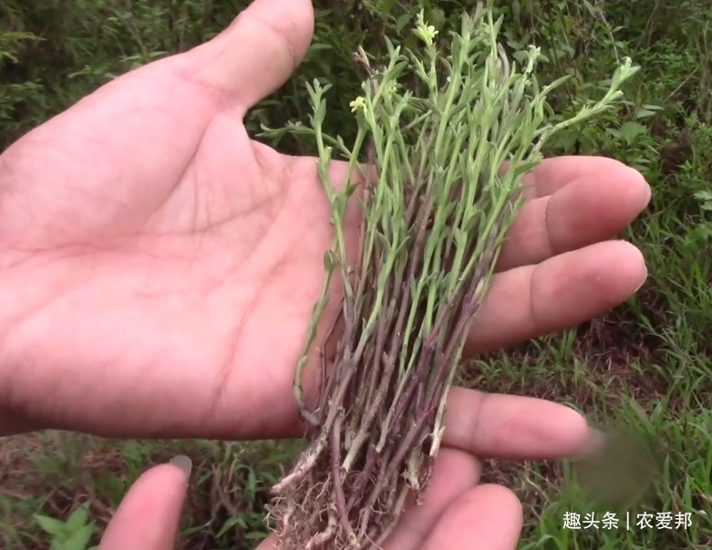 价值|这种野草既然这么贵，是不是长得很特别你知道它的价值吗