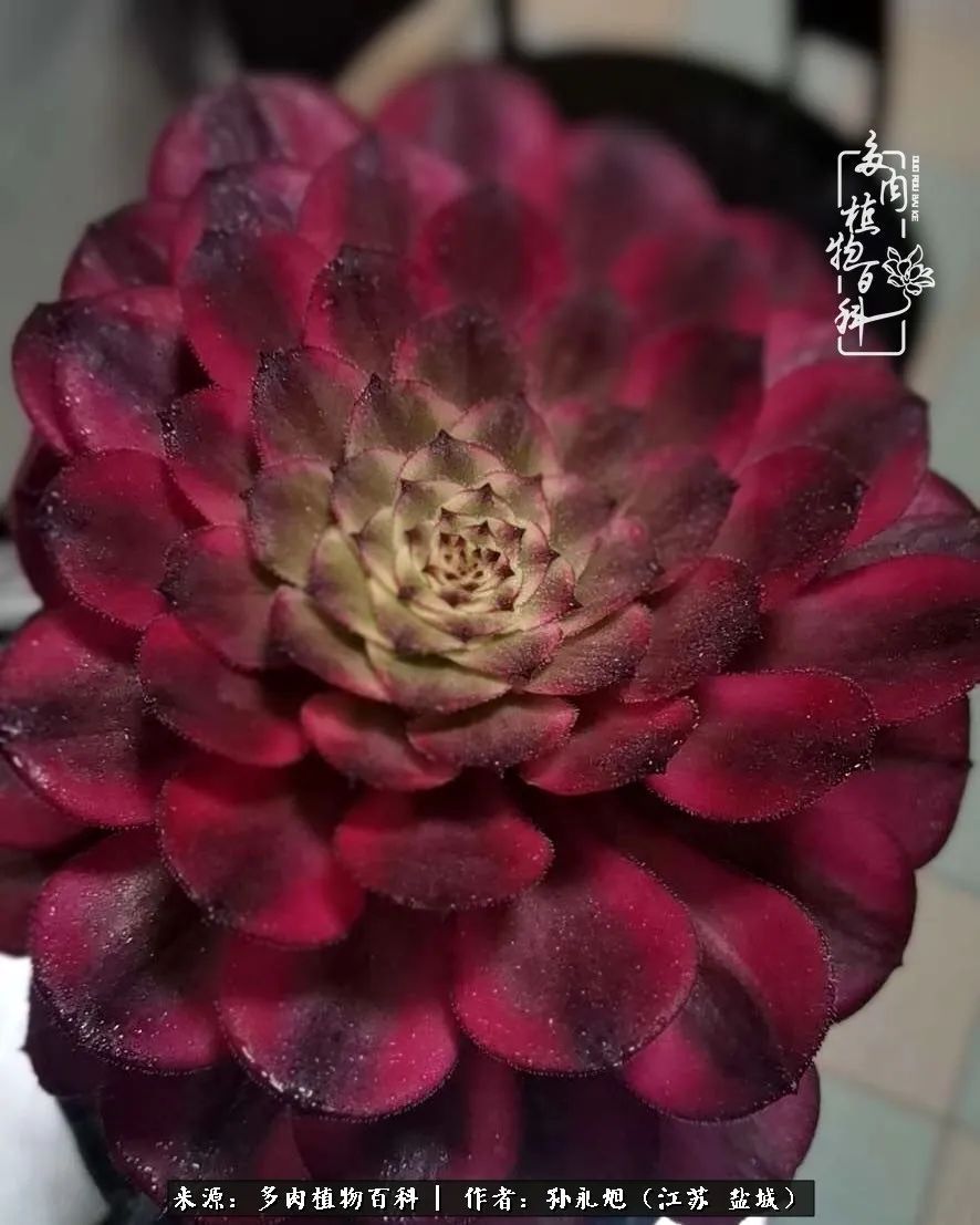 养多肉三年多九万里悟道,终归诗酒田园!