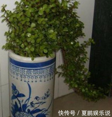 给“马齿苋树”这样“剪几刀”,全株“木质”,根茎强如“钢”