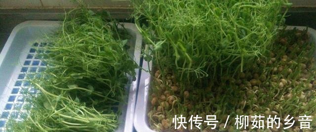 凉拌豌豆苗|“脂肪小杀手”，好吃美味，让你在吃的同时，轻轻松松瘦下来！