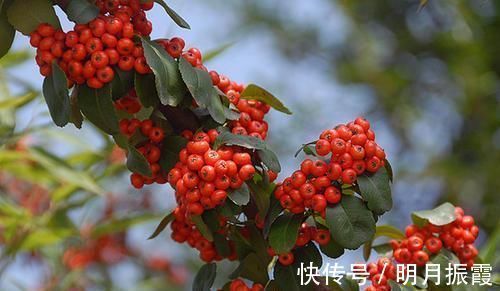 花友会|6种漂亮花,不仅外形美,还越养越值钱,富贵人家都爱养!