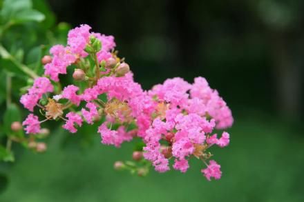 杭州西湖风景名胜区管委会|西湖边遇见夏紫薇