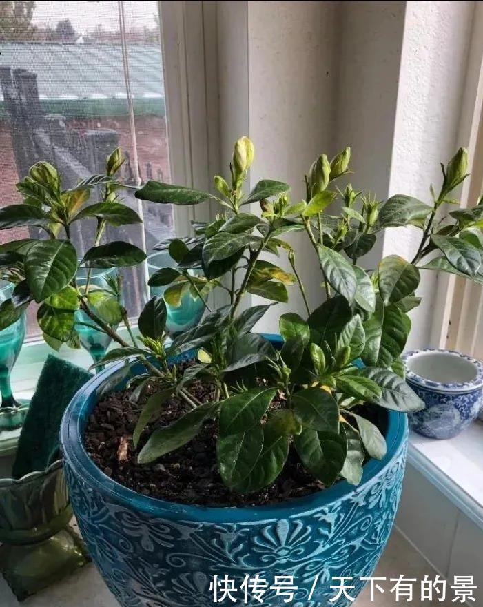 田园土养花，十有八九养不活？那是你不懂“四原则”