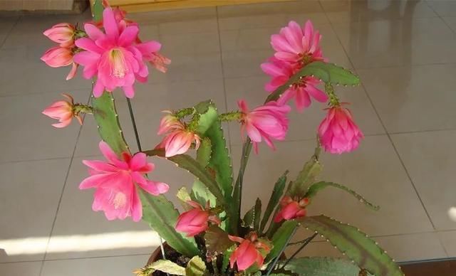 种花|4种花,名字里带“荷”却不是荷花,花美色丽,漂亮极了