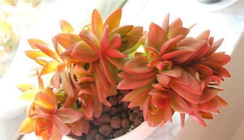  品种|养多肉避免4个错误，不管多刁钻品种，都能养出好状态，枝繁叶茂