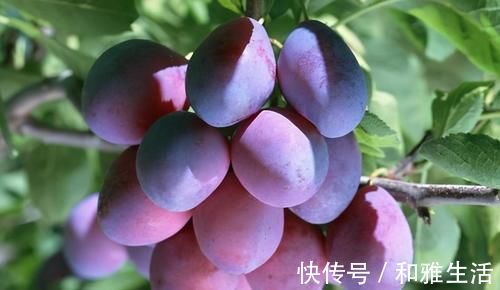 食物|聪明人都在吃3种食物,滋阴补阴,补血润肤,皮肤更水嫩光滑