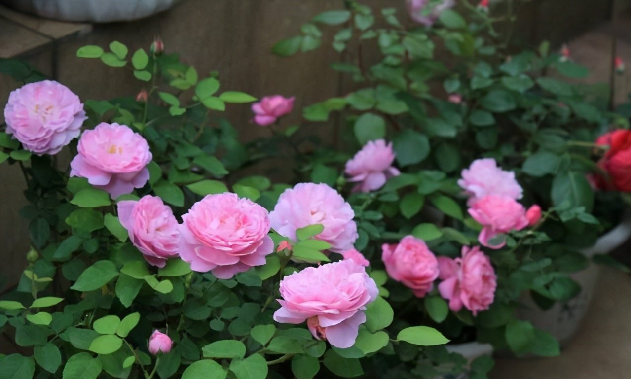修剪|3种漂亮花，开完花快剪，浇一次肥，营养足，花开一茬接一茬