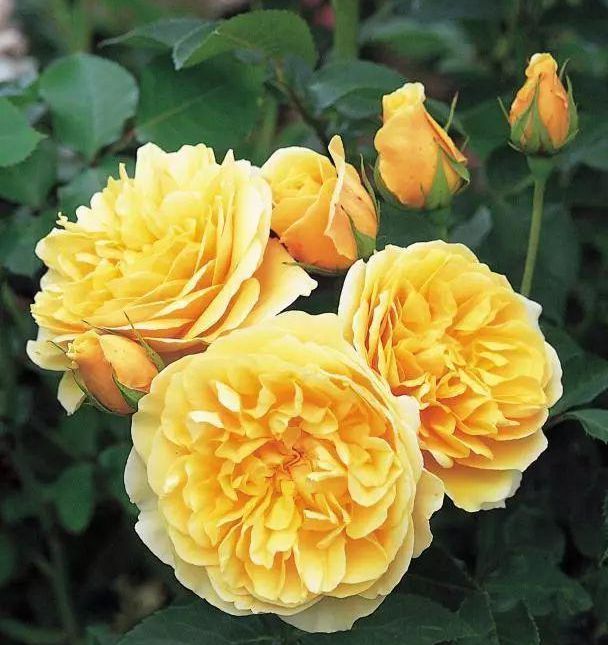 喜欢菊花，不如养盆“精品玫瑰”格拉汉托马斯，雍容华丽高雅丰满