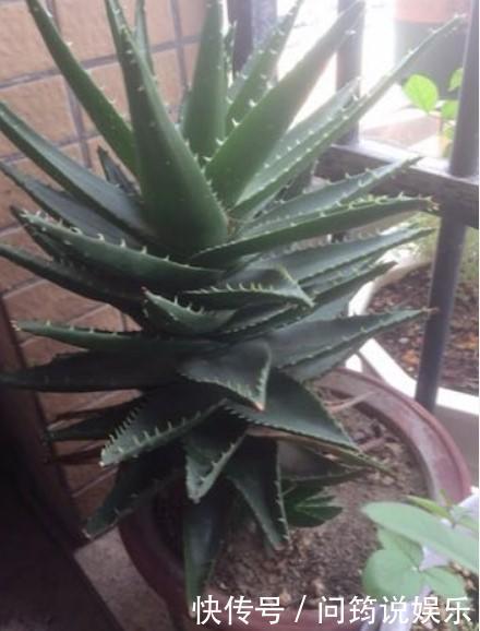 家中的芦荟出现卷叶,对症下药,叶子才会“膨胀”起来!