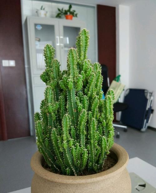 你的“万重山”个头小?看看大神们养得,个个要窜天去