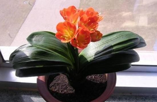 养“君子兰”坚持十年,总结出的养花秘籍,说的句句在理