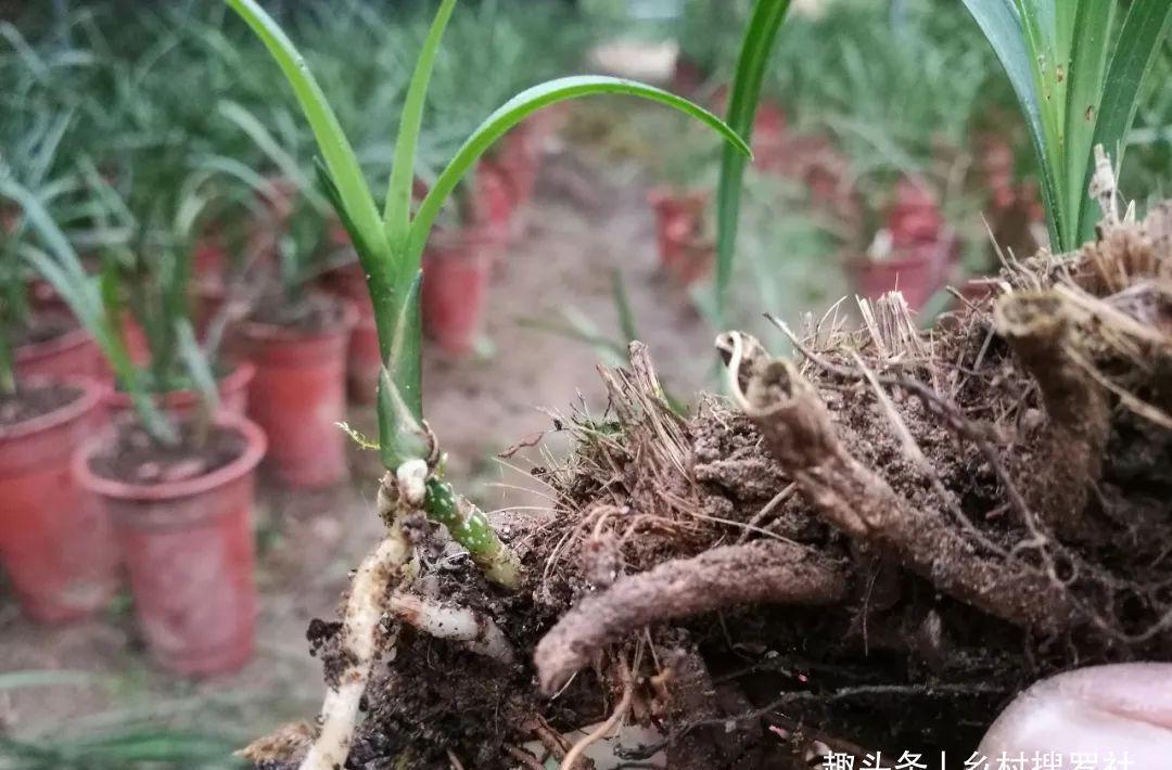 什么是兰花老芦头?如何快速育苗?这样操作,比花钱的营养土更好